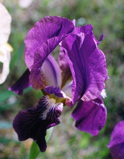 Che specie di Iris sono? - Iris lutescens